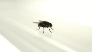 Comment se débarrasser des mouches : Astuces et solutions