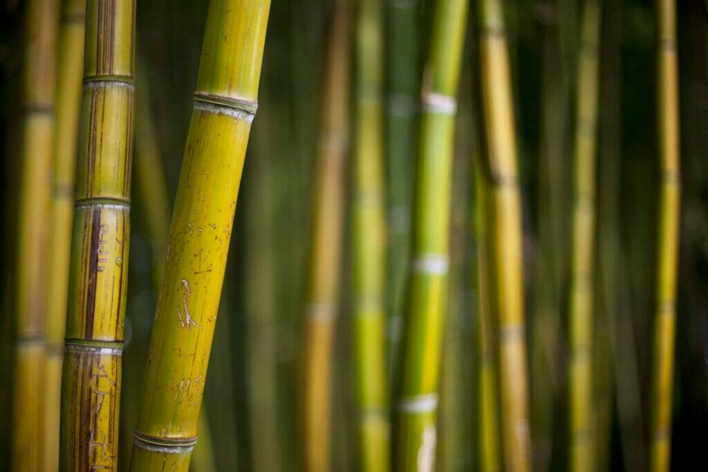 Comment Travailler Le Bambou : 5 Étapes Cruciales
