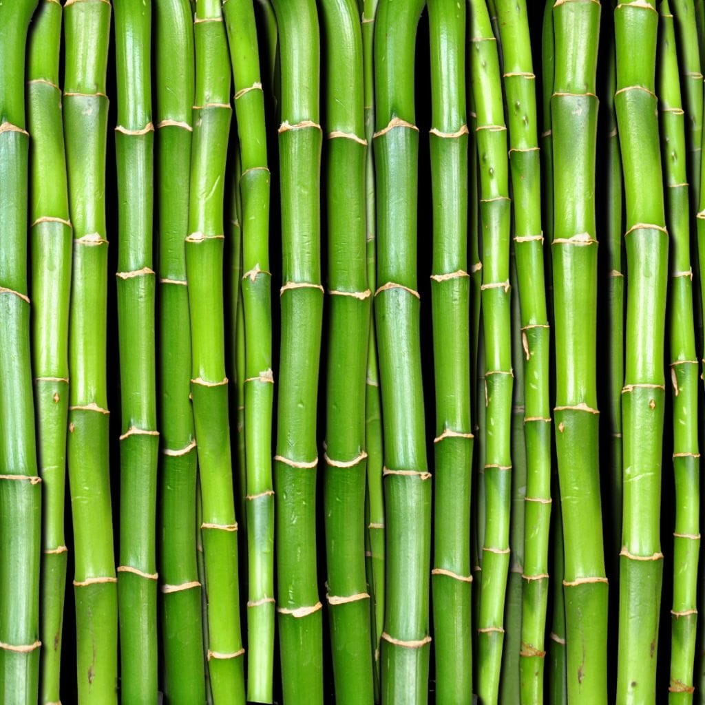 Comment Se Débarrasser Des Bambous Dans Le Jardin : Astuces D’experts